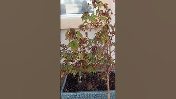 Maple tree #viral #asmr #shortvideo #trending #shortsfeed