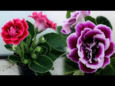 Video: Methods for propagating gloxinia at home