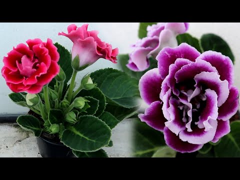 Βίντεο: Gloxinia: φροντίδα στο σπίτι