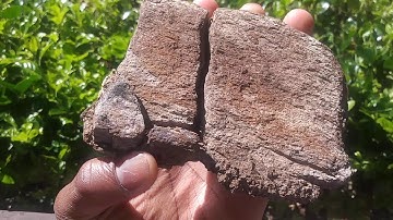 How to tell the difference between fossil bone and a regular rock