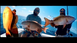 Mutton Snapper PRE-SPAWN Fishing  - CATCH CLEAN COOK YELLOWTAIL DINNER -