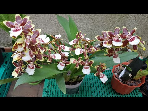 Video: ¿Qué es una orquídea Oncidium? Información sobre el cuidado de las orquídeas Oncidium