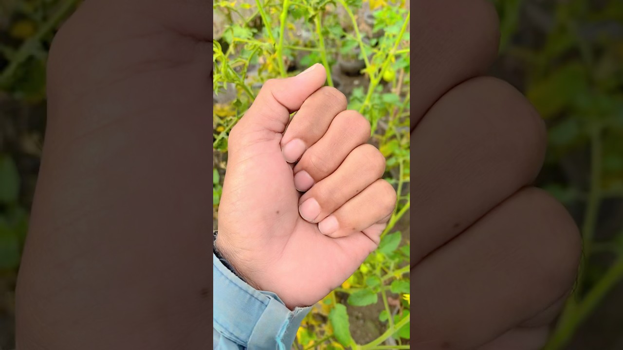 Natural cricket and bright 