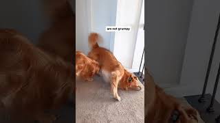 You Gotta Rub Out All The Morning Grumpies