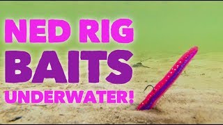 Ned Rig Baits UNDERWATER! Which Baits Have The Best Action?