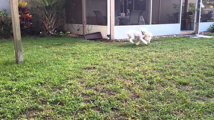 Ryley running in the yard