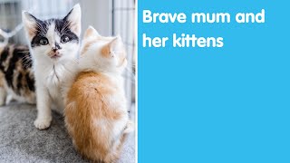 Brave mum and her kittens