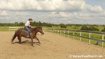 Maga Stopp - working the mechanical cow, trot, lope, stops! - ValleyViewRanch.net