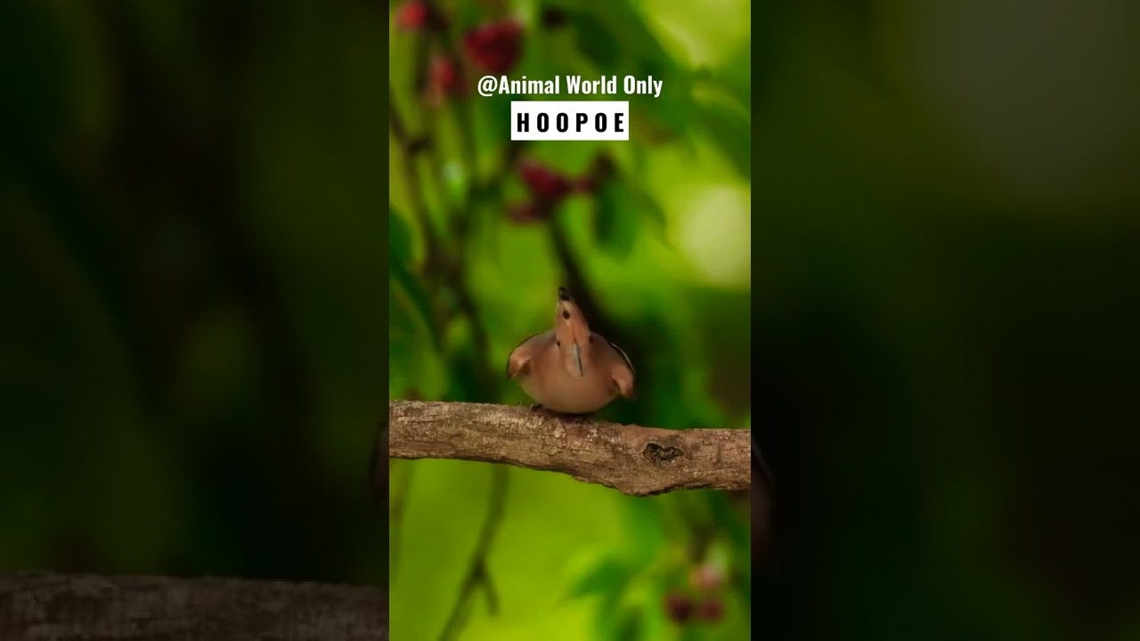 Hoopoe on a cherry tree 🍒🕊️ 
