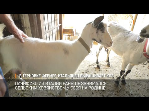 В Терновке фермер-итальянец выращивает коз