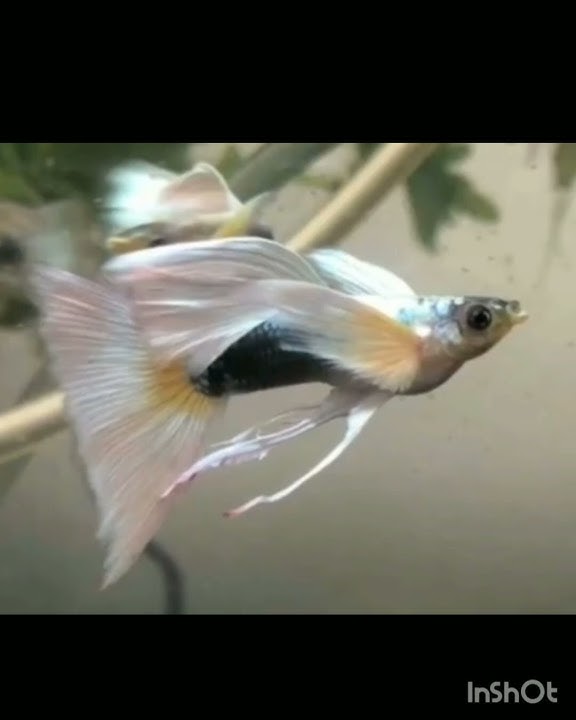 Top most rare Guppy#guppyfish#aquarium.
