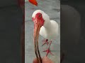 2022/4/10 🍀掛川花鳥園🍀トキにねだられる(* ́ ꒳ `* )