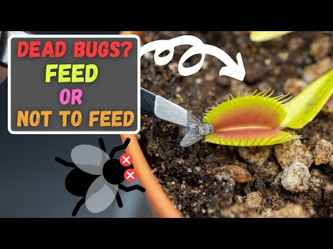 Wideo: Moja pułapka na muchy nie chce się zamknąć – dlaczego pułapka na muchy nie zamyka się