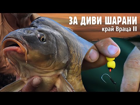 Видео: Риболов на шаран
