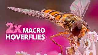 How To Photograph Hoverflies In Macro Outdoor Insect Photography With Flexible Flash