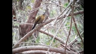 Pelatuk hijau | Laced woodpecker | Picus vittatus