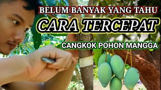 Bongkar Trik Cepat Cangkok Pohon Mangga