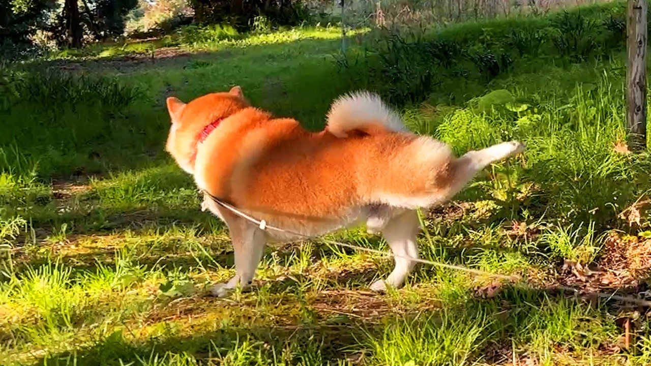 No matter how busy his walks are, Shibe never misses a moment to