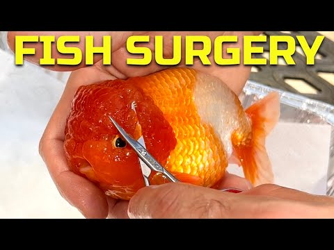 Mr. Clean Gets Surgery | Ranchu Goldfish Wen Trimming Procedure