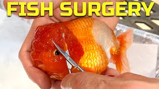 Mr. Clean Gets Surgery | Ranchu Goldfish Wen Trimming Procedure