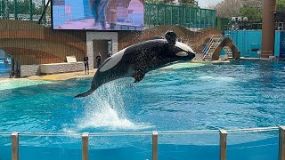 A Glimpse Into Orca Encounter (Full Show in 4K) | SeaWorld Orlando | March 9, 2024