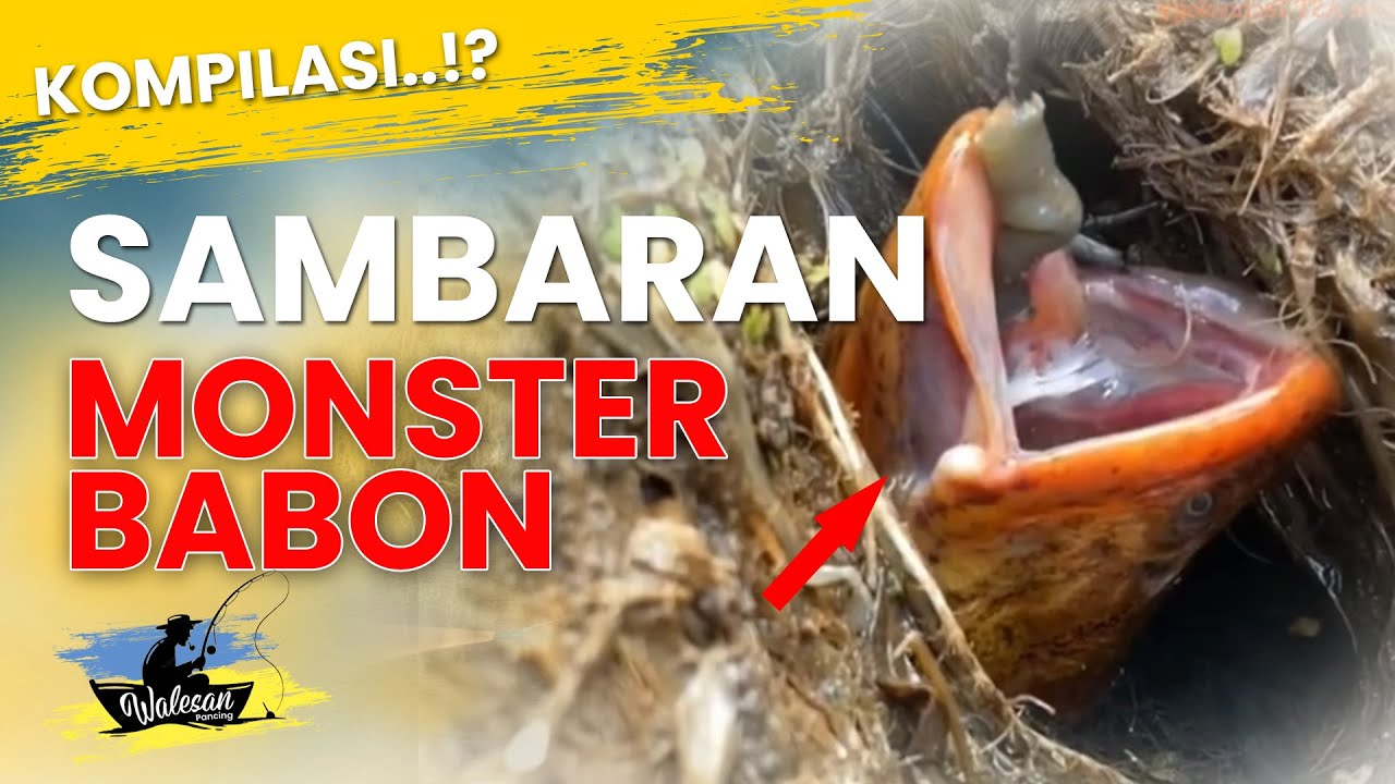 BABON..⁉️ SAMBARAN-SAMBARAN BELUT MONSTER | Walesan Belut