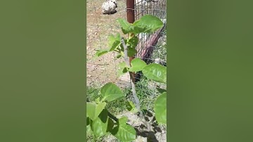 breba crop in fig trees