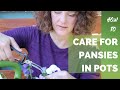 How to care for pansies in pots