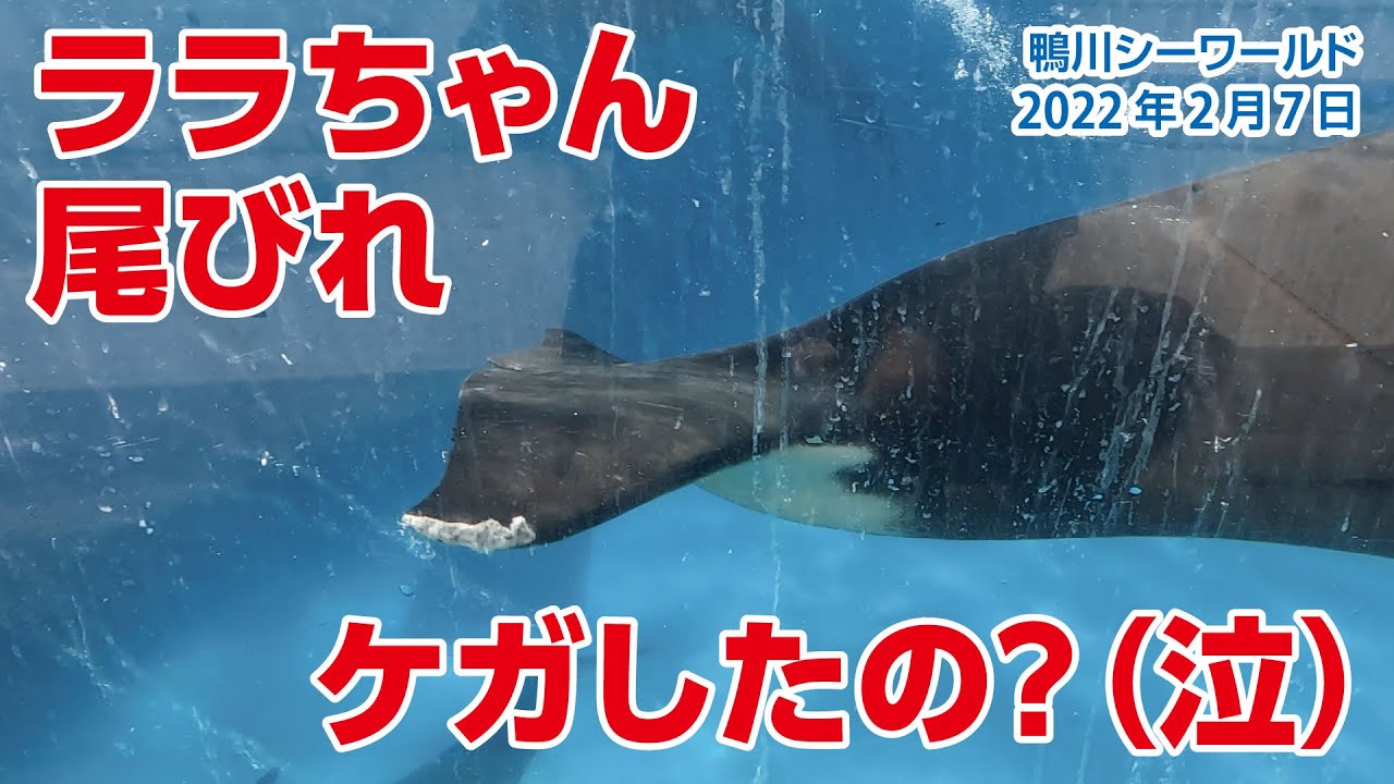 ララちゃん 尾びれ ケガしたの 泣 22年2月7日 Orcas At Kamogawa Sea World In Japan Youtube ララちゃん 尾びれ ケガしたの 泣 22年2月7日 Orcas At Kamogawa Sea World In Japan Youtube