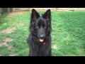 Black German Shepherd