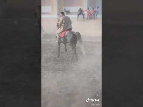 الرجوله احنا ناسها احنا عنوانها واساسها