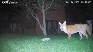 Garden Wildlife Fox Videos EufyCam S3 Pro 3 Security Camera Worcester, UK 12th March 2026
