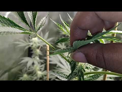 4x4 mars hydro tsw 2000 run wk 4 of 🌼