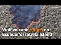 Wolf volcano erupts on Ecuador's Isabela Island