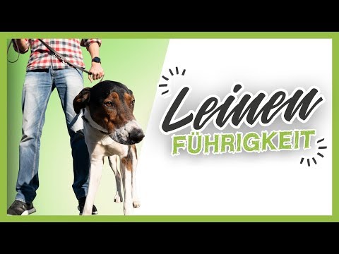 Video: Trainieren Sie Ihren Hund, um auf rutschigen Böden zu gehen