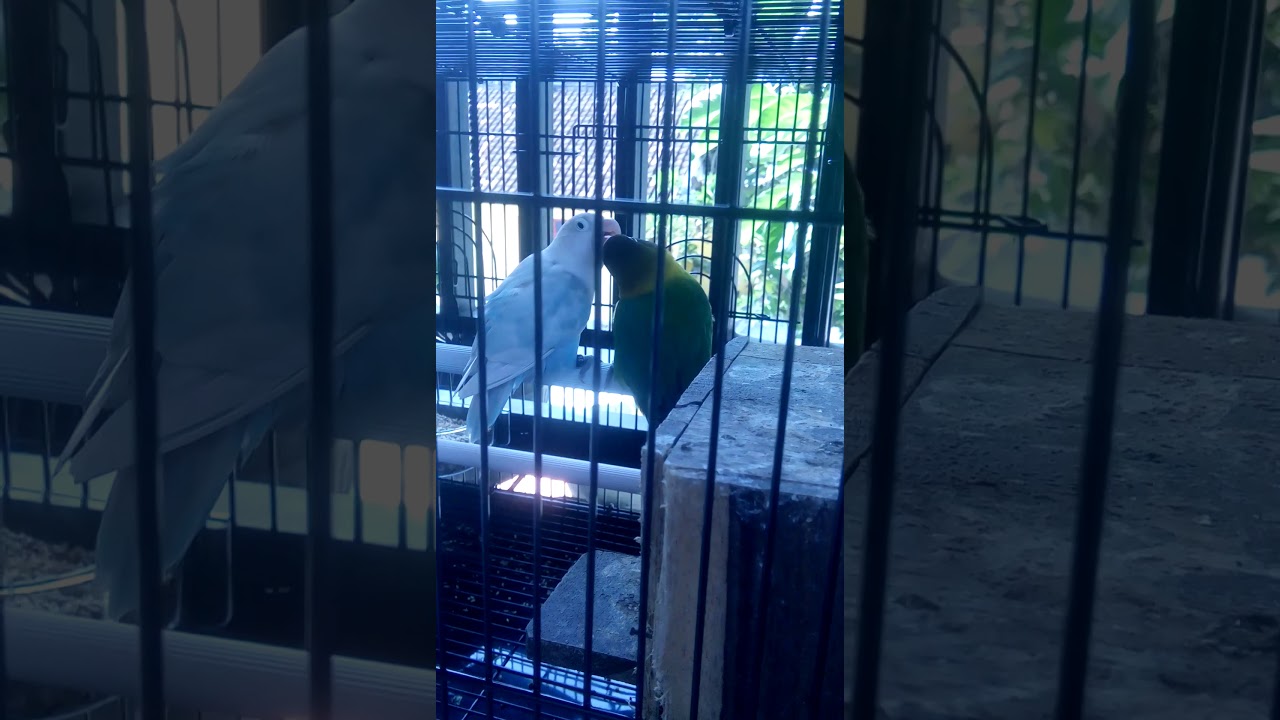 Burung labet 