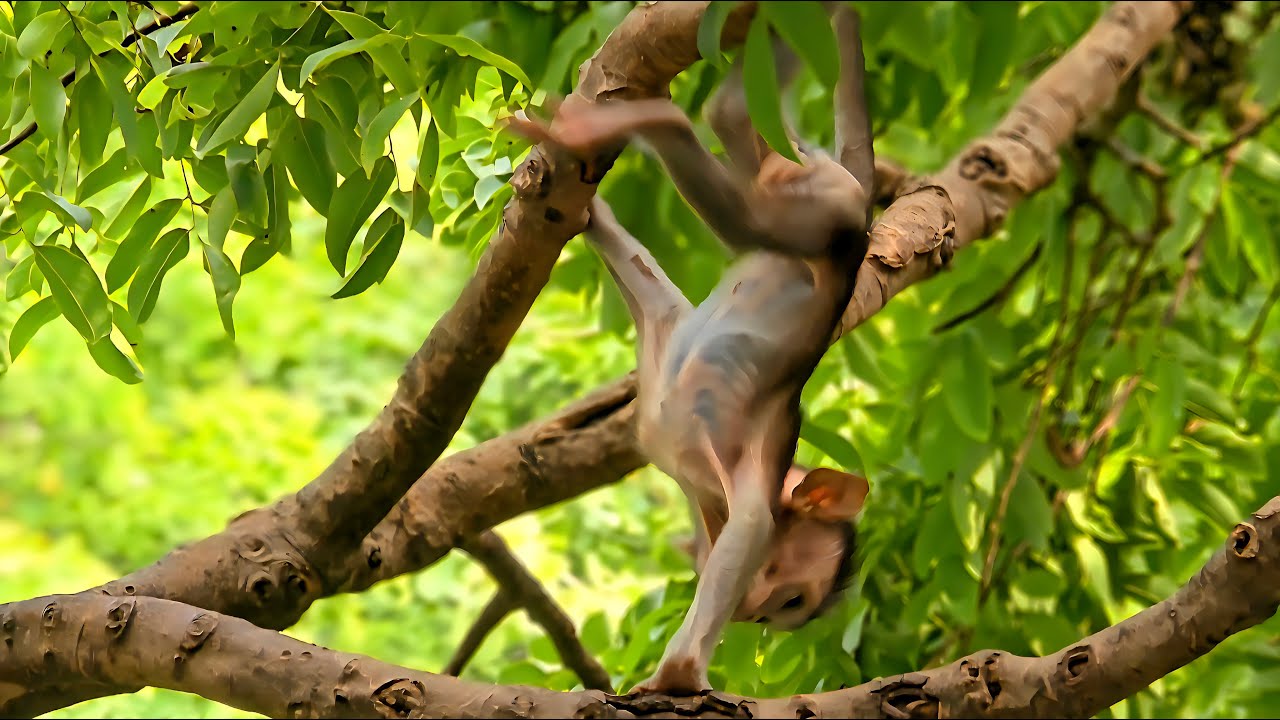 Li Tong Tong played in the tree easily, seemingly without any problems