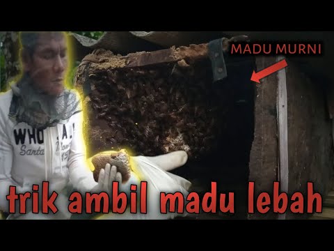 Video: Cara Mengumpul Roti Lebah