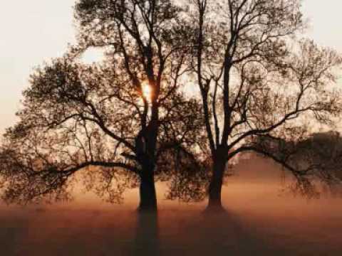 Mohamed Lamine Mat Goulich Alach