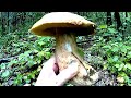 Білі Гриби в низинах Карпат \ White Mushrooms in the lowlands of the Carpathians