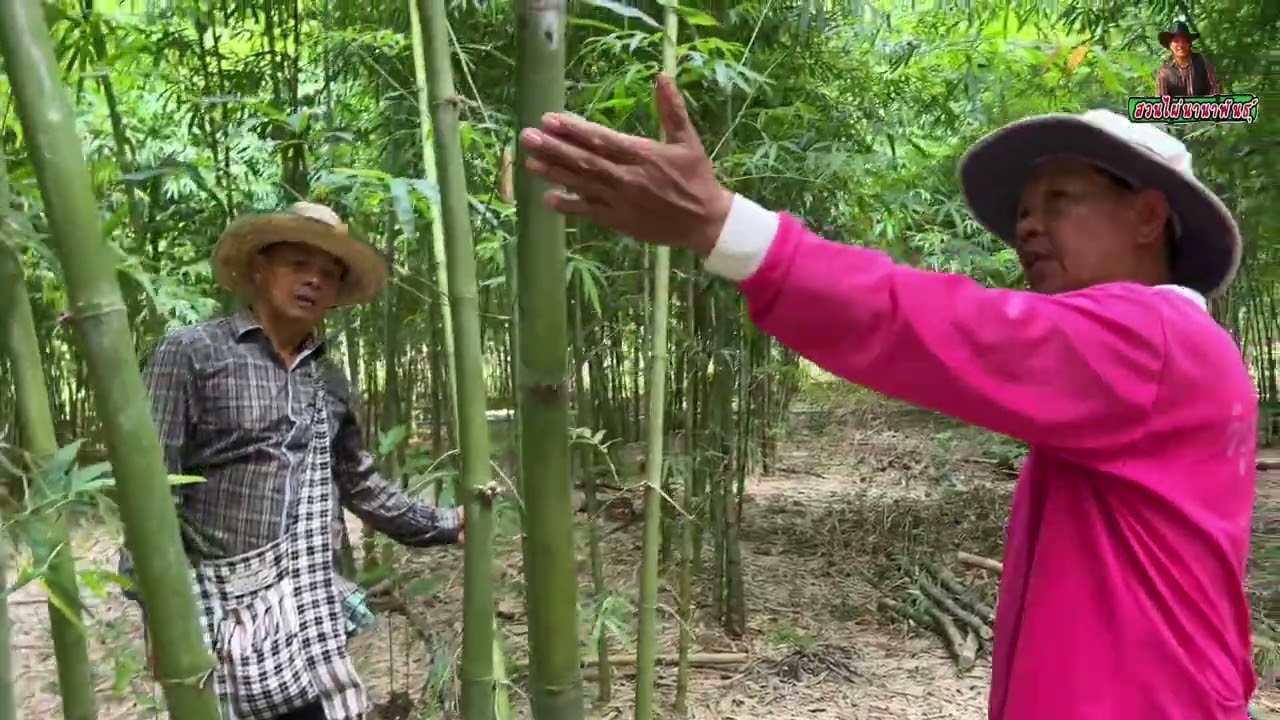 ไผ่ซางหม่น…แปลงเพื่อการขยายพันธุ์ …หลังจากนี้ทำยังไงกันต่อ??