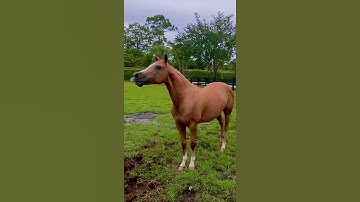 Thumbnail of HORSE SOUNDS ~ Whinny'ing - Neigh'ing my horse is calling to the horses to come  #horse  🐴 #shorts
