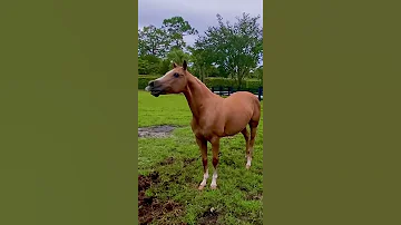 HORSE SOUNDS Whinny Ing Neigh Ing My Horse Is Calling To The Horses To Come Horse Shorts 