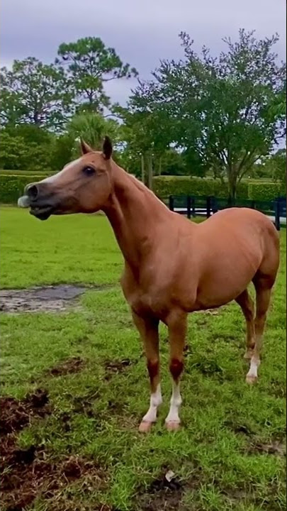 HORSE SOUNDS ~ Whinny'ing - Neigh'ing my horse is calling to the horses to come  #horse  🐴 #shorts