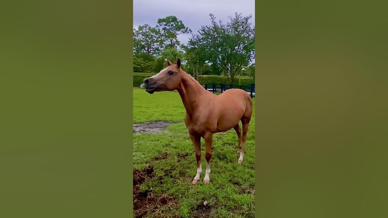 HORSE SOUNDS ~ Whinny'ing - Neigh'ing my horse is calling to the horses to come  #horse  🐴 #shorts
