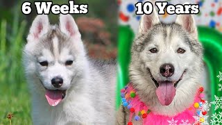 My Husky Puppy Growing Up 6 Weeks to 10 Years  Unseen Clips