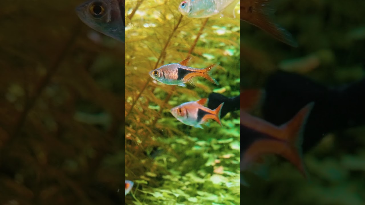 Spotted Barb – Stealing the Show 🎥🐟