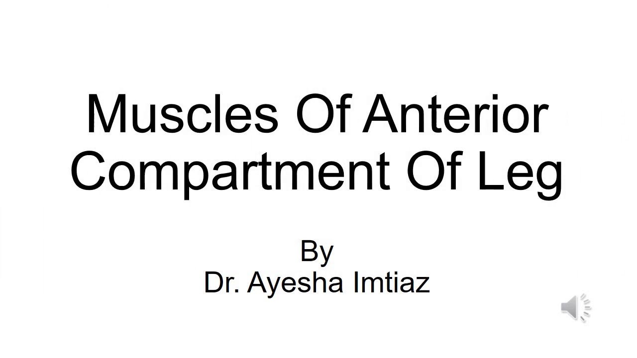 Muscles of Anterior Leg - YouTube