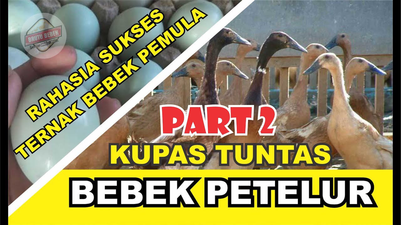 #Part 2 CARA SUKSES TERNAK BEBEK UNTUK PEMULA_Kupas Tuntas ternak Bebek