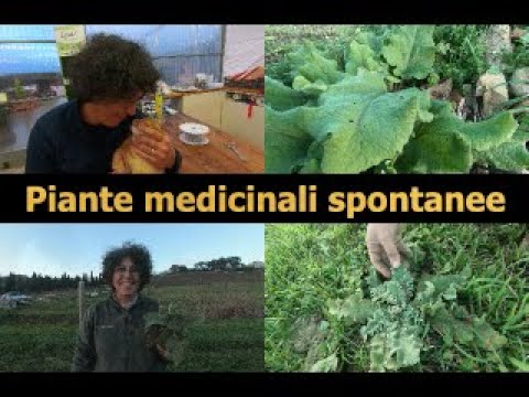 Piante medicinali spontanee: bardana e verbasco